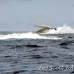 whale_humpback_h_00403_dom2450.jpg